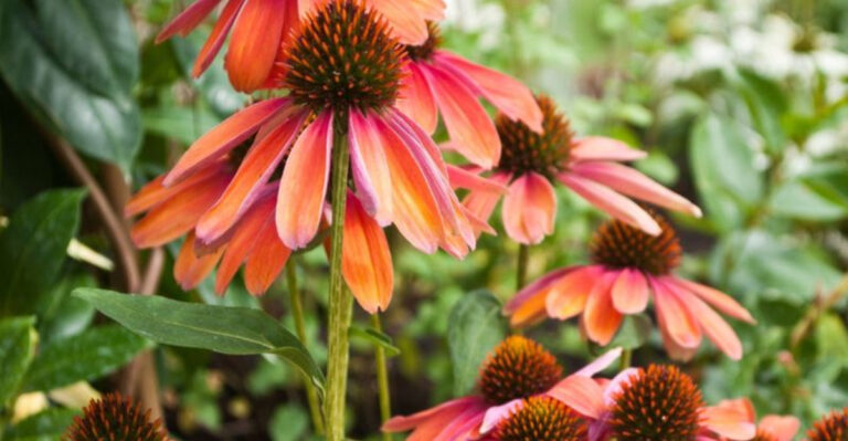24 Incredible Plants Perfect For Tough Clay Soil (And A Few More You Shouldn’t Miss)