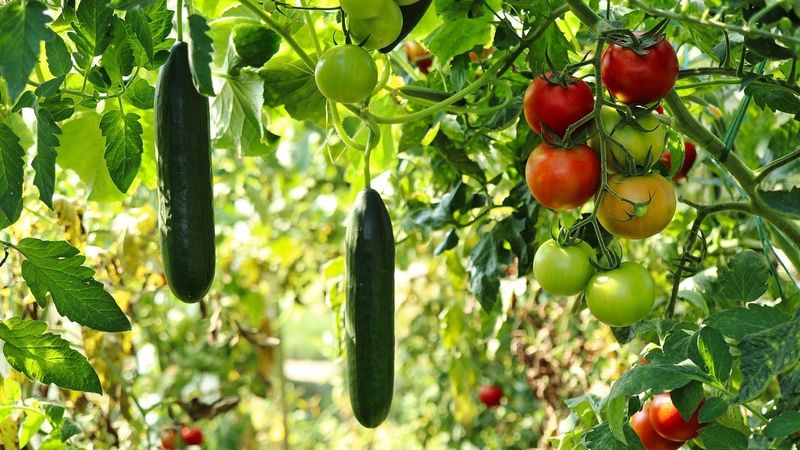 Tomatoes and Cucumbers