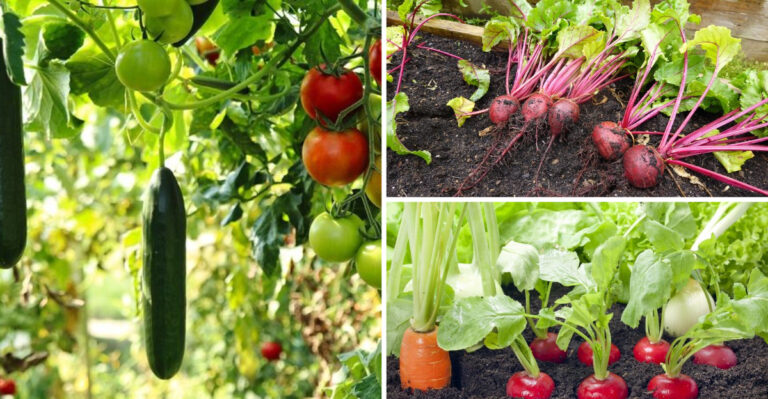 24 Vegetables That Should Never Be Planted Together (And The Ideal Matches Instead)