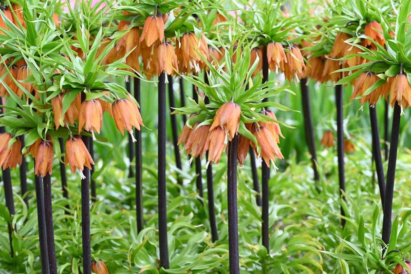 Crown Imperial (Fritillaria imperialis)