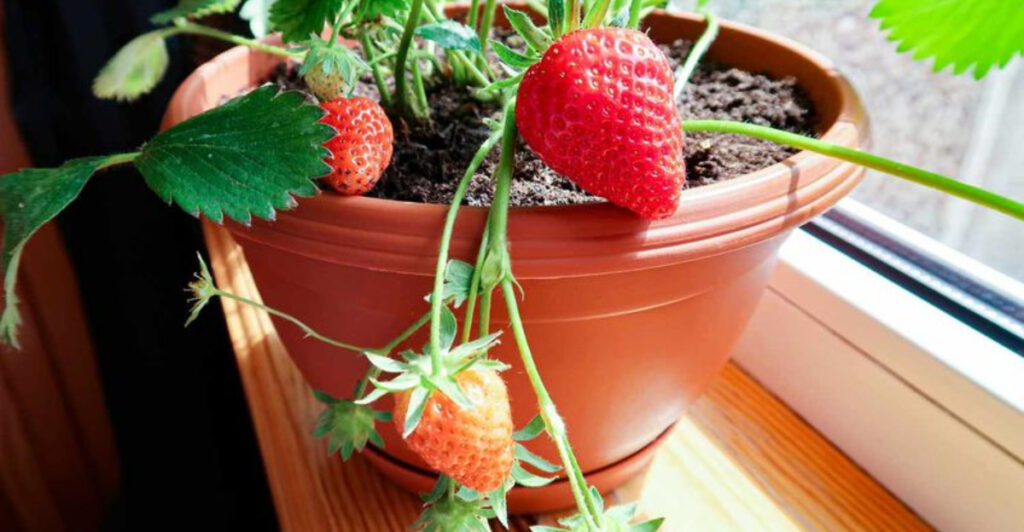 25 Fruits and Vegetables You Can Grow Indoors Year-Round - Complete ...