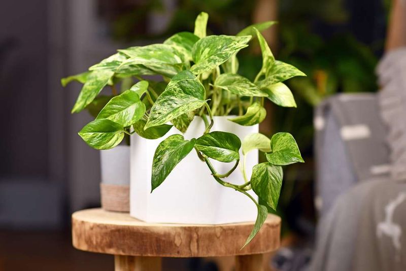 Golden Pothos (Epipremnum aureum)