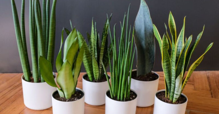 25 Gorgeous Houseplants That Won’t Last Long Without Repotting