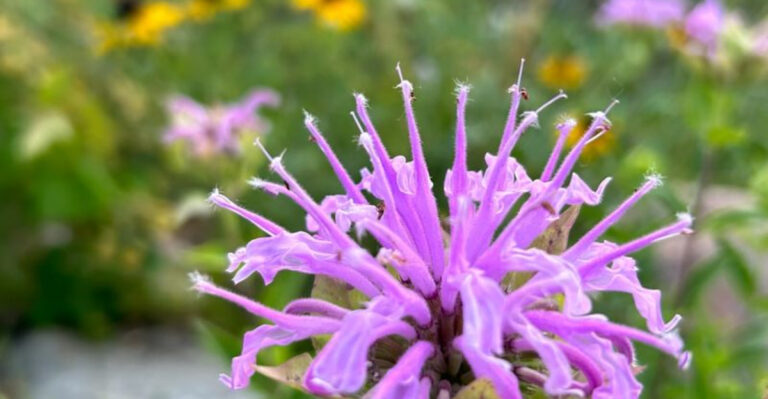 25 Most Fragrant Herbs to Grow for Cooking and Tea