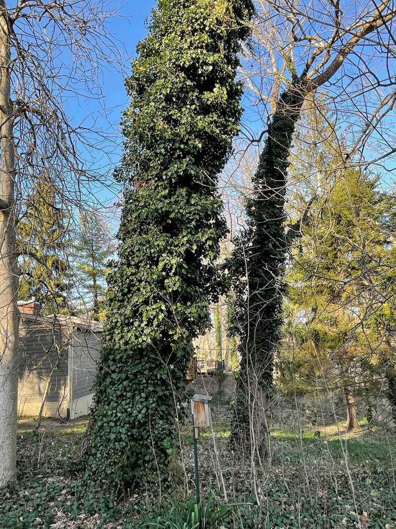 English Ivy (Hedera helix)