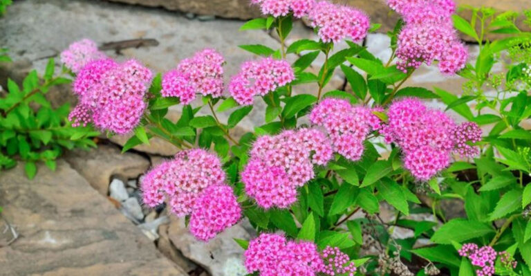 25 Non-Native Plants You Should Never Plant In Your Garden