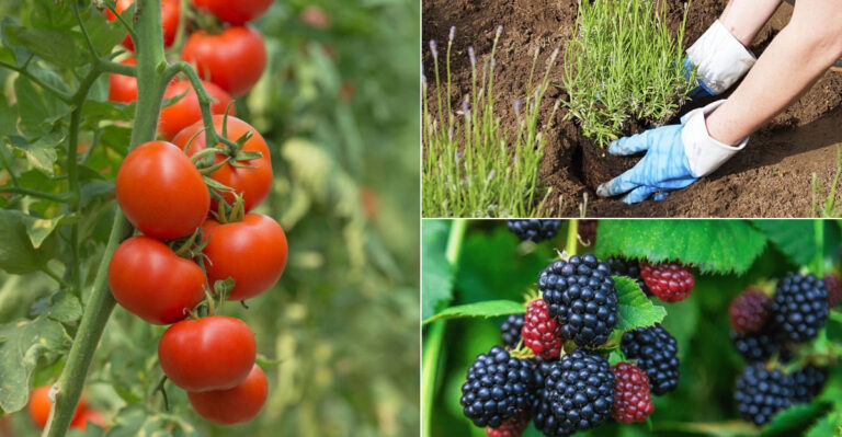 25 Plants That Are WAY Too Hard to Grow From Seed