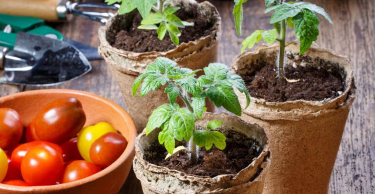 26 Vegetables To Start Indoors For A Bigger, Longer-Lasting Harvest