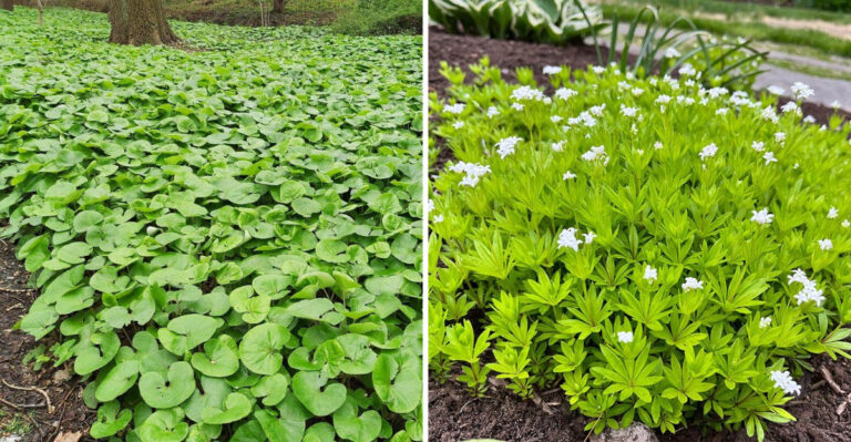 27 Easy-To-Grow Ground Cover Plants That Flourish Around Tree Roots (And A Few You Didn’t See Coming)
