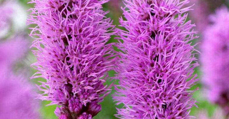 27 Native Wildflowers That Bloom All Summer Long