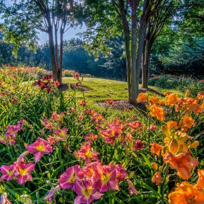 Daylilies