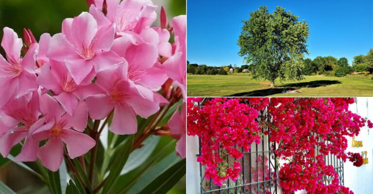 28 Trees and Plants That Could Destroy Your Home Without You Even Realizing It