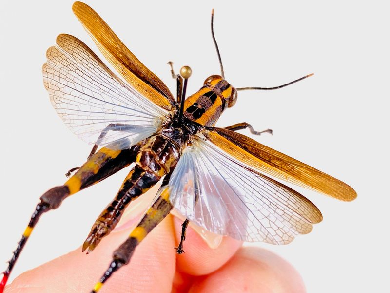 4. Grasshoppers Can Fly