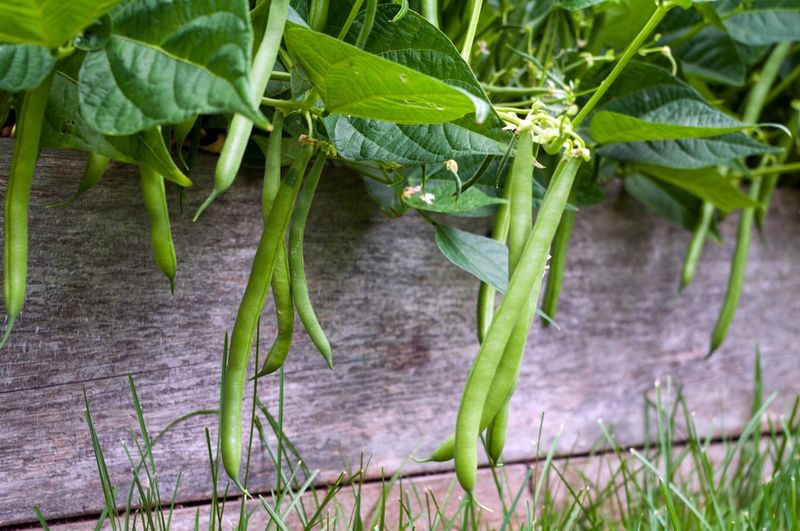 Bush Beans (Harvest in 50-60 days) – Perfect for succession planting.