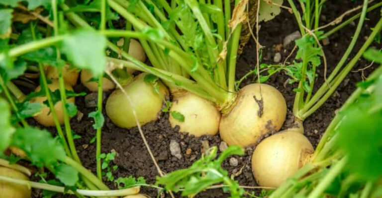 30 Must-Grow Veggies That Thrive in Square Foot Gardens