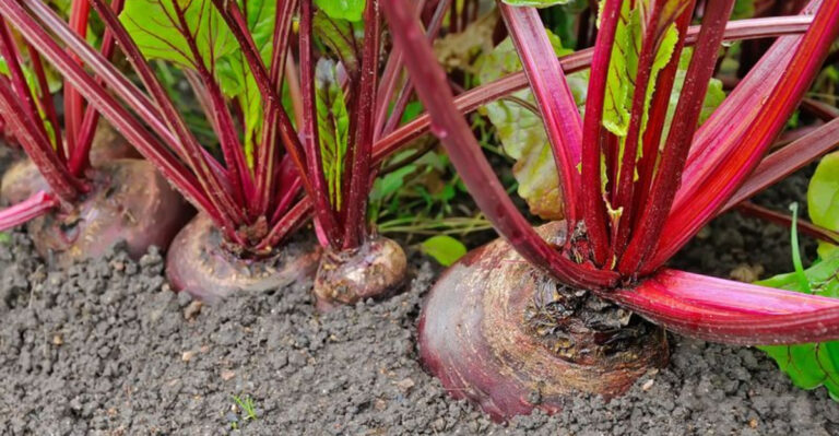 31 Top Vegetables To Grow In Raised Beds (And 7 That Hate Raised Beds)