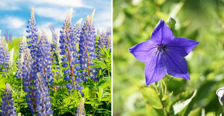 34 Bold Blue Perennials That Will Never Leave Your Yard Once Planted