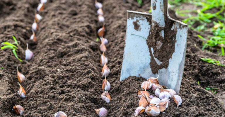 35 Hardy Vegetables That Will Thrive In Poor Soil Conditions