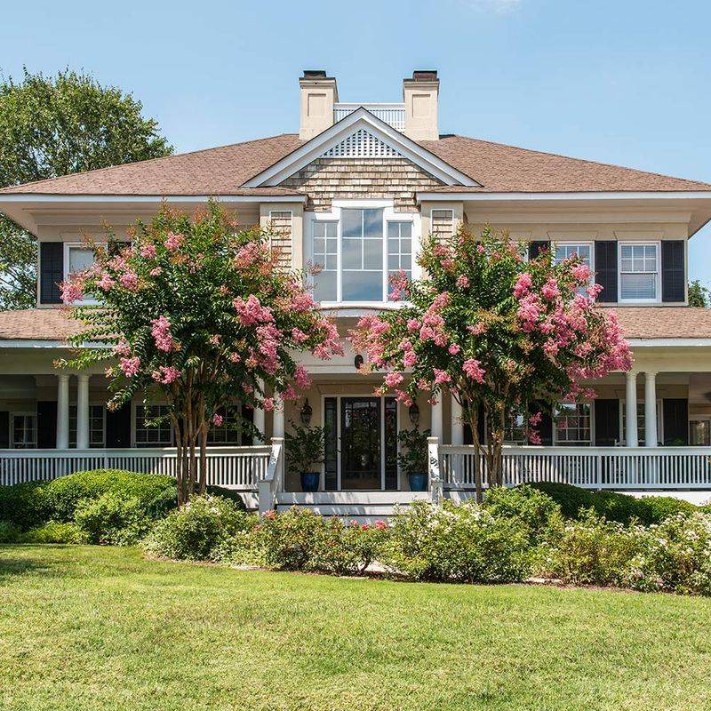 Crape Myrtle (Lagerstroemia)
