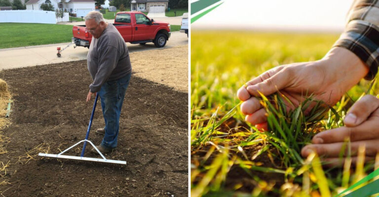 36 Tips For Growing Grass Seed Quickly To Create A Healthy Lawn In No Time