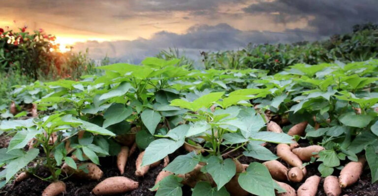 36 Vegetables You Should Grow For Their Health Benefits