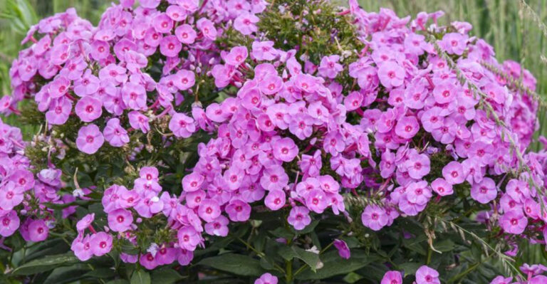 40 Flowers To Plant In Your Garden For An Instant Pick-Me-Up