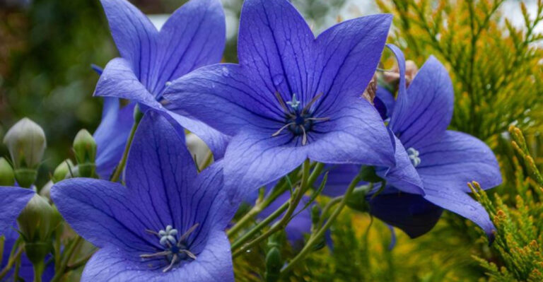 40 Jaw-Dropping Perennials That Put Annuals to Shame