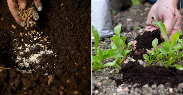 5 Fertilizers That Harm Soil (And 5 Kitchen Scraps That Heal It)