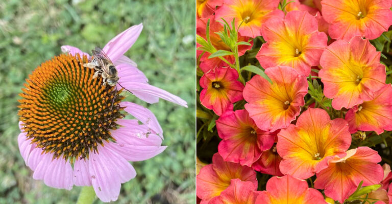 5 Flowers Bees Love vs. 5 They Totally Ignore (Science-Backed)
