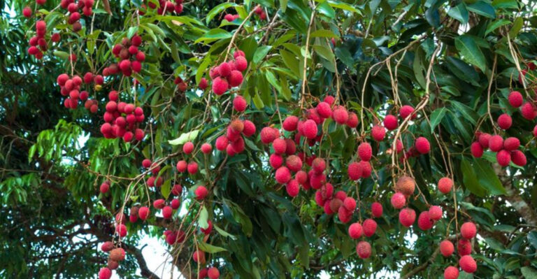 5 Fruits That Take Years to Fruit (And 5 That Give You a Same-Year Harvest)