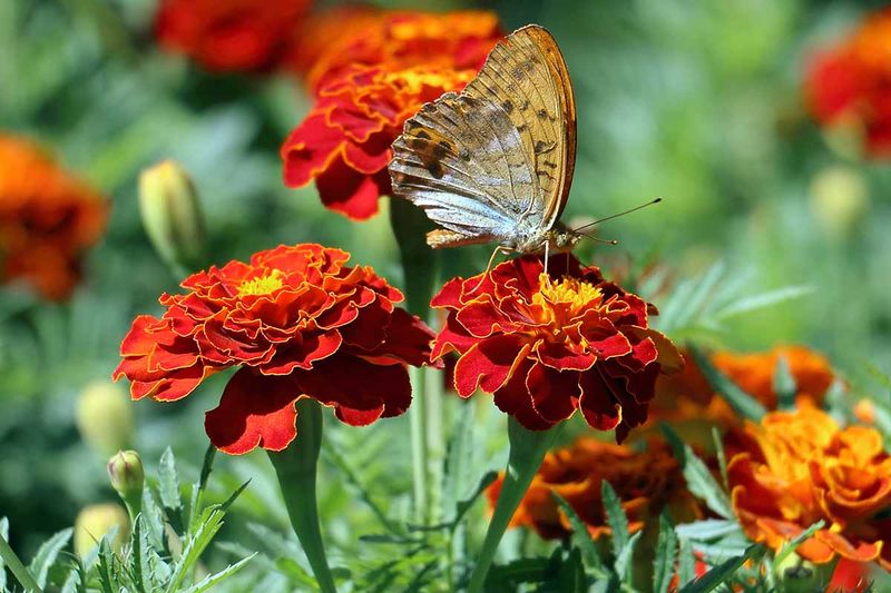 Marigolds – The Pest-Repelling Powerhouse