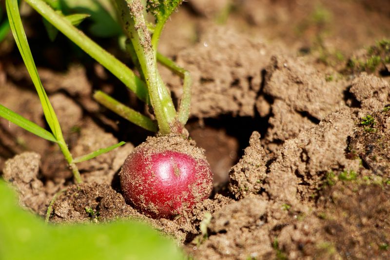 Radishes
