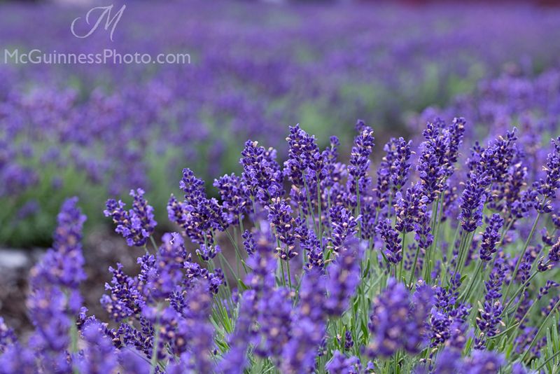 Lavender (Lavandula) – The Lie: 