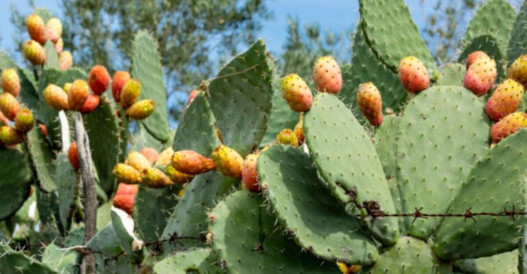 5 ‘Drought-Tolerant’ Plants That Lie vs. 5 That Actually Survive Neglect