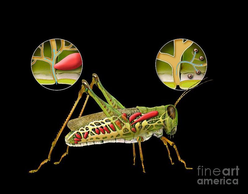 6. They Breathe Through Their Sides