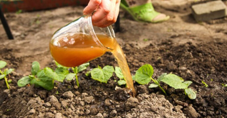 6 Container Gardening Hacks for Big Harvests (+ 3 Potting Soil Mistakes)