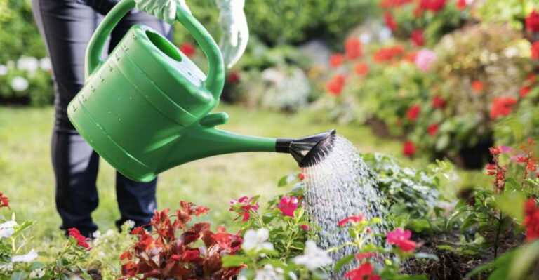 6 Do’s for Better Growth & 4 Don’ts That Harm Your Plants