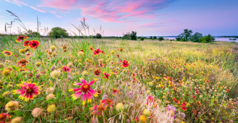6 Things Gardeners Wish They Knew Before Planting Wildflowers