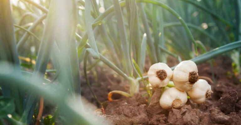 6 ‘Pest-Resistant’ Plants That Still Get Eaten (And 4 That Bugs Truly Hate)