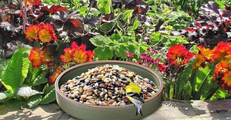 7 Birdbath Mistakes You’re Probably Making—And How to Fix Them