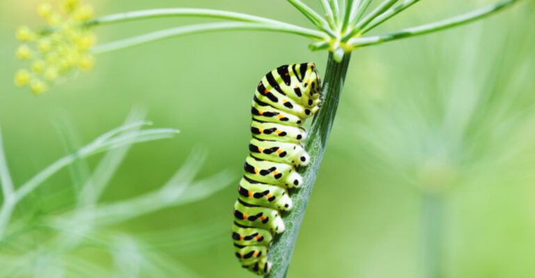 7 Easy Ways to Make Your Garden More Pollinator-Friendly