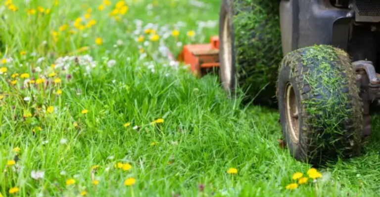7 Fast and Easy Ways to Get Rid of Dandelions Before They Take Over