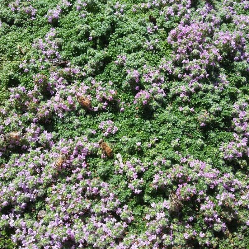 ‘Elfin’ Thyme – The Classic Carpet