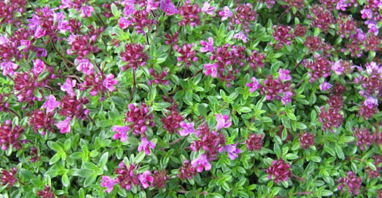 7 Gorgeous Creeping Thyme Lawns That’ll Make Your Neighbors Jealous!