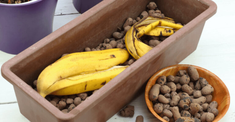 7 Reasons Gardeners Are Obsessed With Banana Peels