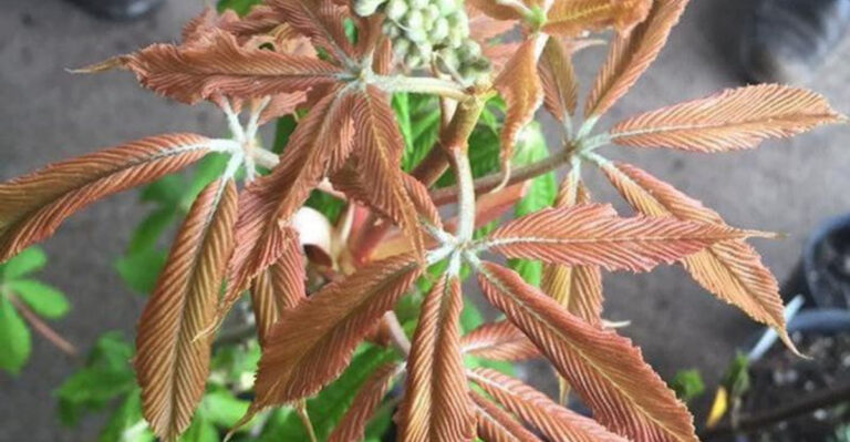 7 Reasons to Grow Aesculus x neglecta ‘Erythroblastos’ (Painted Buckeye)