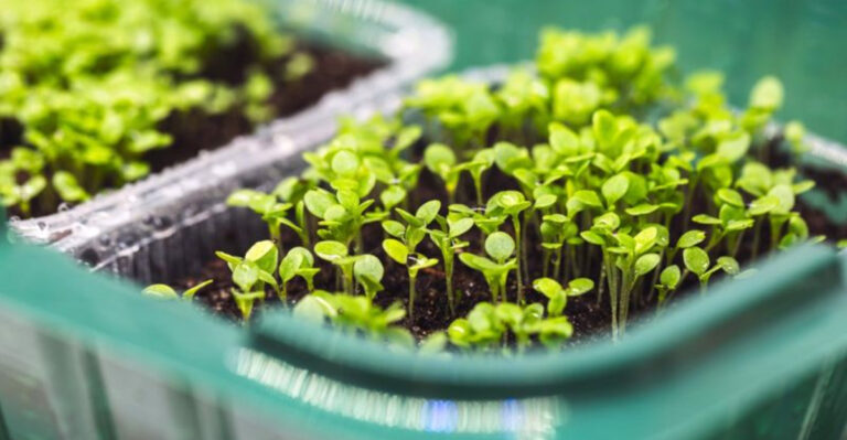 7 Seed-Starting Mistakes That Kill Your Plants Before They Sprout