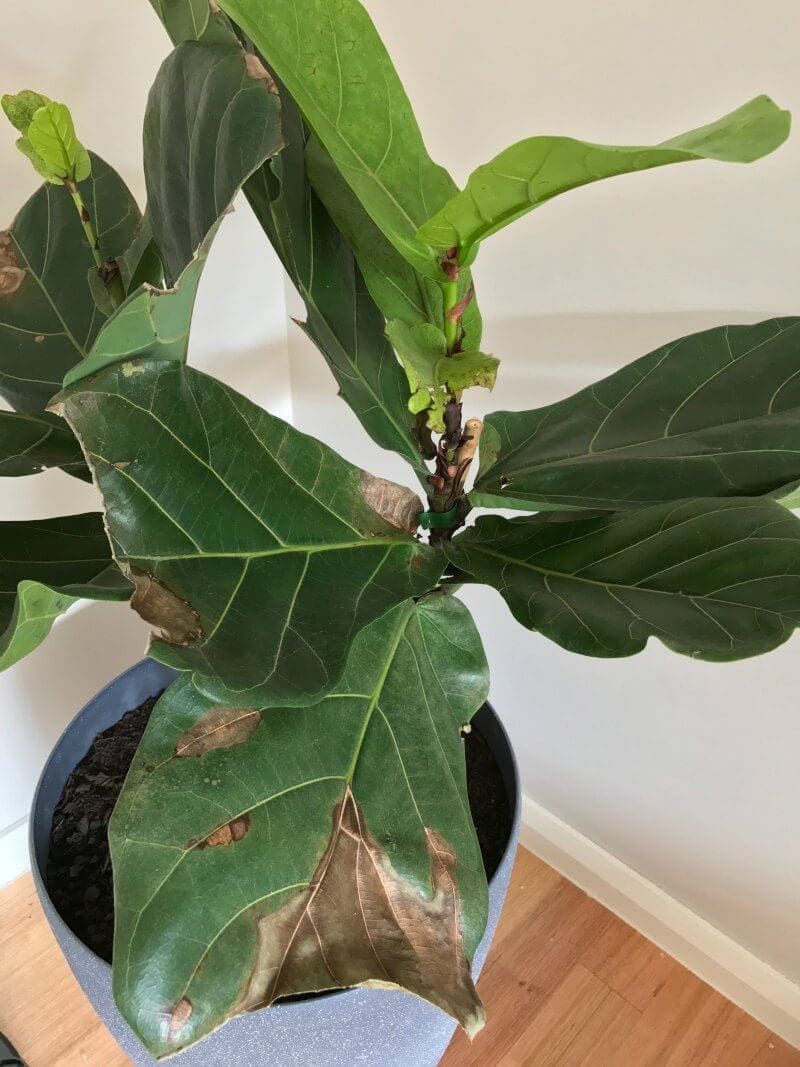 Fiddle Leaf Fig (Ficus lyrata)