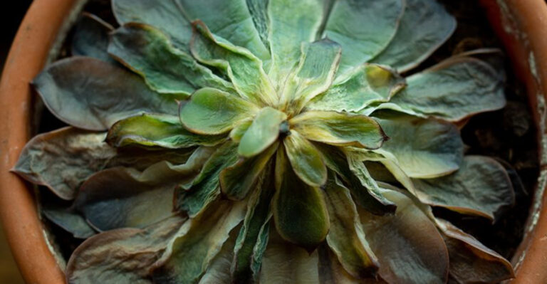 7 ‘Beginner’ Plants That Always Die (And 5 Foolproof Alternatives)