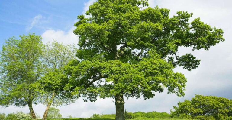 8 Compelling Reasons Why You Should Plant an Oak Tree